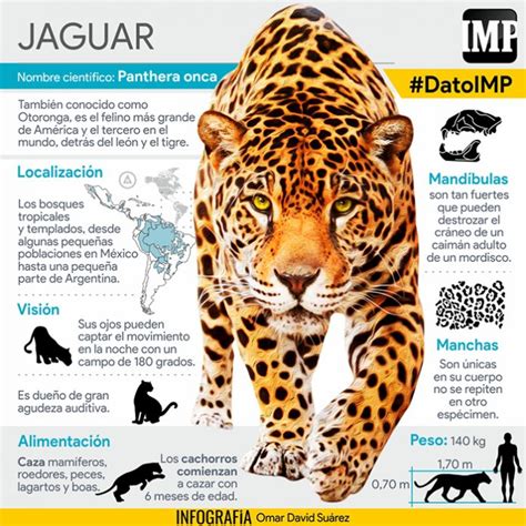información de el jaguar